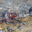 YOUTUBE "Sirena morta sulla spiaggia", misteriosa creatura VIDEO