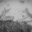 Cimitero sottomarino degli aerei della seconda guerra mondiale