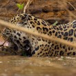 Giaguaro uccide caimano schiacciandogli il cranio7