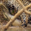 Giaguaro uccide caimano schiacciandogli il cranio5