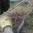 Gigantesco ragno cacciatore avvistato in una fattoria australiana2