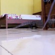 Indonesia, lucertola lunga 3 metri nel bagno dell'albergo
