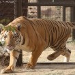 La nuova vita dell'ultima tigre dello zoo di Gaza3