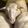 Pecore pascolano al Foro Traiano: pastori protestano3