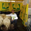 Pecore pascolano al Foro Traiano: pastori protestano