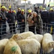 Pecore pascolano al Foro Traiano: pastori protestano9
