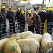 Pecore pascolano al Foro Traiano: pastori protestano7