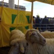 Pecore pascolano al Foro Traiano: pastori protestano6