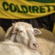 Pecore pascolano al Foro Traiano: pastori protestano5