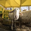 Pecore pascolano al Foro Traiano: pastori protestano4