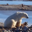 YOUTUBE Orso polare accarezza un cane: la scena che commuove