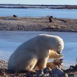 YOUTUBE Orso polare accarezza un cane: la scena che commuove 2