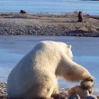 YOUTUBE Orso polare accarezza un cane: la scena che commuove 3