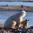 YOUTUBE Orso polare accarezza un cane: la scena che commuove 4
