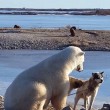 YOUTUBE Orso polare accarezza un cane: la scena che commuove 5