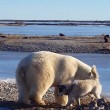 YOUTUBE Orso polare accarezza un cane: la scena che commuove 6