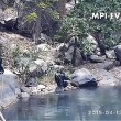 Scimpanzè usano rete da pesca per mangiare alghe3