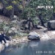 Scimpanzè usano rete da pesca per mangiare alghe2