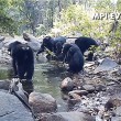 Scimpanzè usano rete da pesca per mangiare alghe