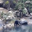 Scimpanzè usano rete da pesca per mangiare alghe5