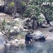 Scimpanzè usano rete da pesca per mangiare alghe4
