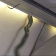 Serpente spunta in cabina piloti atterraggio d'emergenza2