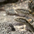 Serpenti attaccano iguana marina: il VIDEO è spettacolare4