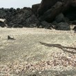 Serpenti attaccano iguana marina: il VIDEO è spettacolare3