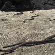Serpenti attaccano iguana marina: il VIDEO è spettacolare2