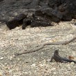Serpenti attaccano iguana marina: il VIDEO è spettacolare