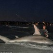 Squalo martello da 3,85 metri pescato a Perth Il più grande del mondo