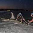 Squalo martello da 3,85 metri pescato a Perth Il più grande del mondo3