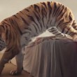 Tigre ferita sul letto di casa: spot commovente Wwf 11