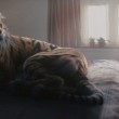 Tigre ferita sul letto di casa: spot commovente Wwf 8