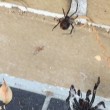 Vedova nera sfida ragno dei cuniculi: lotta tra i due più velenosi1