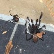 Vedova nera sfida ragno dei cuniculi: lotta tra i due più velenosi3