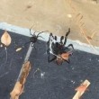 Vedova nera sfida ragno dei cuniculi: lotta tra i due più velenosi2