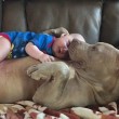 YOUTUBE-FOTO Bulldog americano accudisce e lecca neonato
