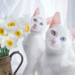 I gatti che su Instragram hanno più follower degli umani 8
