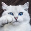 I gatti che su Instragram hanno più follower degli umani 9