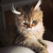 I gatti che su Instragram hanno più follower degli umani 5