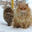 I gatti che su Instragram hanno più follower degli umani 3