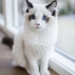 I gatti che su Instragram hanno più follower degli umani