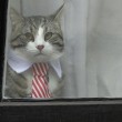 Assange interrogato da pm Svezia in ambasciata: la vera star è il gatto in cravatta