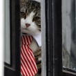 Assange interrogato da pm Svezia in ambasciata: la vera star è il gatto in cravatta 2