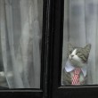 Assange interrogato da pm Svezia in ambasciata: la vera star è il gatto in cravatta 4