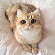 I gatti che su Instragram hanno più follower degli umani 12