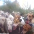 Cani sbranano volpe malgrado sia vietata la caccia in Inghilterra