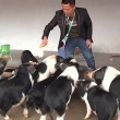 Cina, i maiali che si lanciano dal trampolino 4