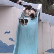 Cina, i maiali che si lanciano dal trampolino 3
